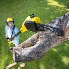 Best Storm Damage Tree Cleanup  in Ramblewood, NJ