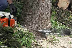 Best Tree Mulching  in Ramblewood, NJ