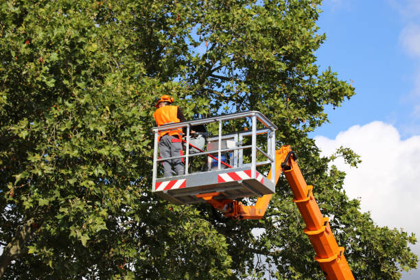 Best Tree Trimming and Pruning  in Ramblewood, NJ