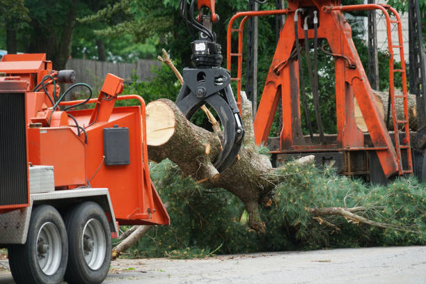 Best Leaf Removal  in Ramblewood, NJ