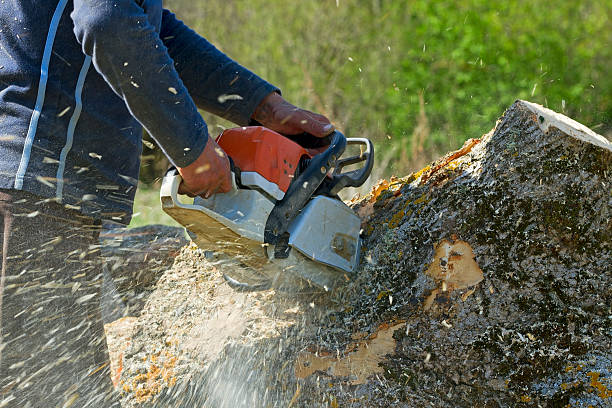 Best Utility Line Clearance  in Ramblewood, NJ